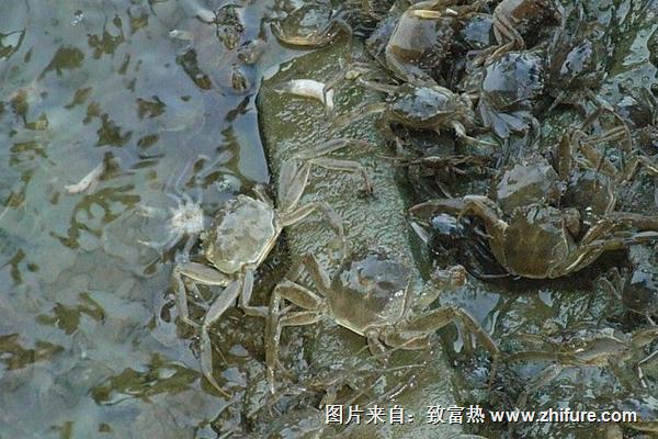 最新河蟹科學養殖技術