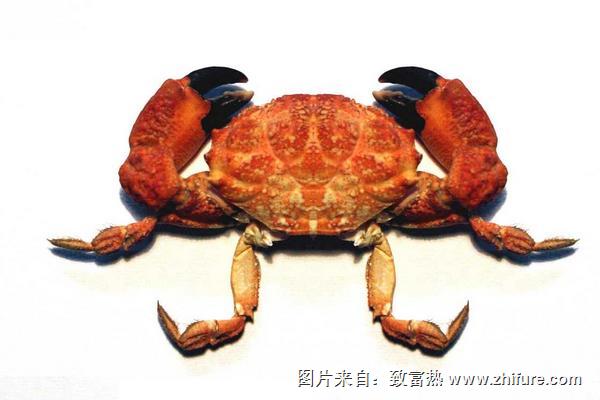 網絡用語里河蟹是什么意思？