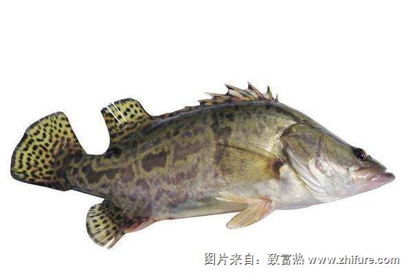 桂魚的營(yíng)養(yǎng)價(jià)值與功效