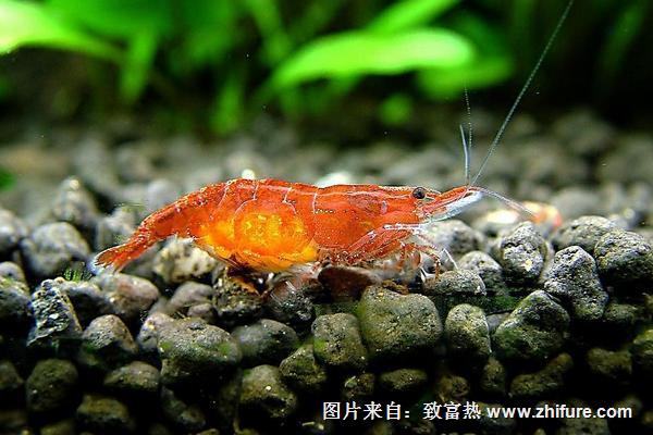 觀賞蝦吃什么？