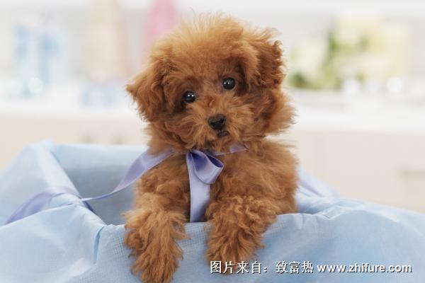 長不大的寵物狗是哪個品種？