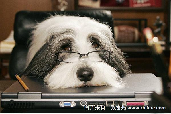 寵物狗掉毛怎么辦？