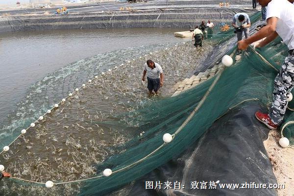 養(yǎng)蝦一畝能賺多少錢？