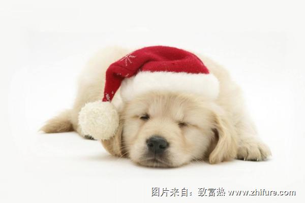 寵物狗感冒了怎么辦？