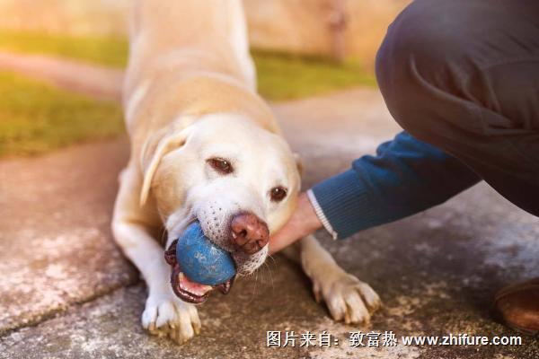 被寵物狗咬了怎么辦？