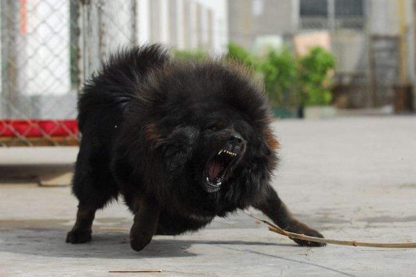 被寵物狗咬了怎么辦？