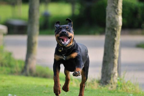 被寵物狗咬了怎么辦？