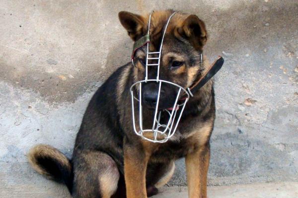 被寵物狗咬了怎么辦？