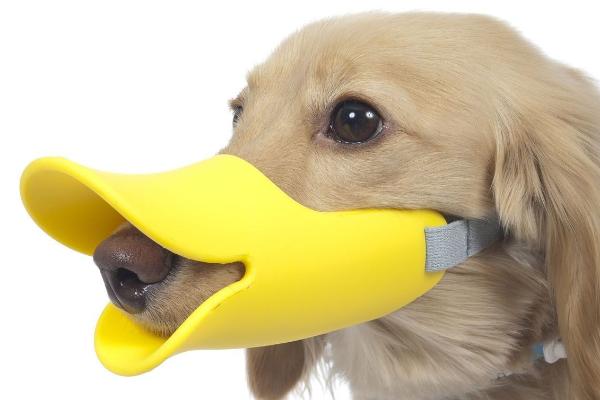 被寵物狗咬了怎么辦？