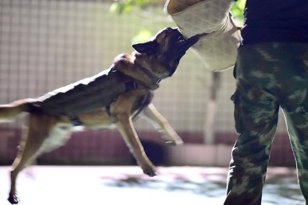 被寵物狗咬了怎么辦？