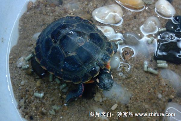 風(fēng)水學(xué)上家里養(yǎng)烏龜好嗎？養(yǎng)烏龜有什么禁忌？