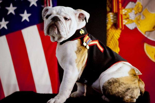 被寵物狗咬了怎么辦？