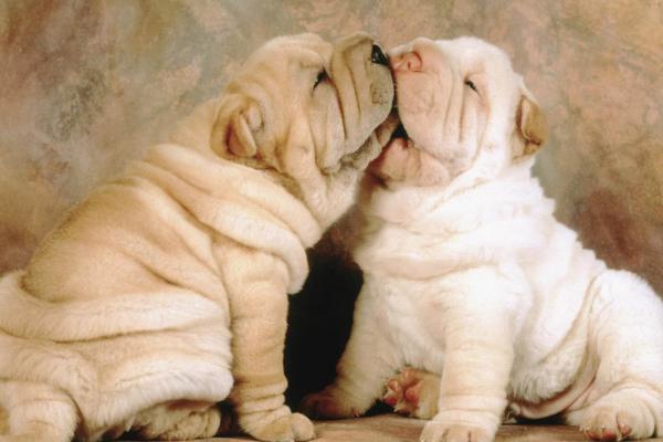 被寵物狗咬了怎么辦？