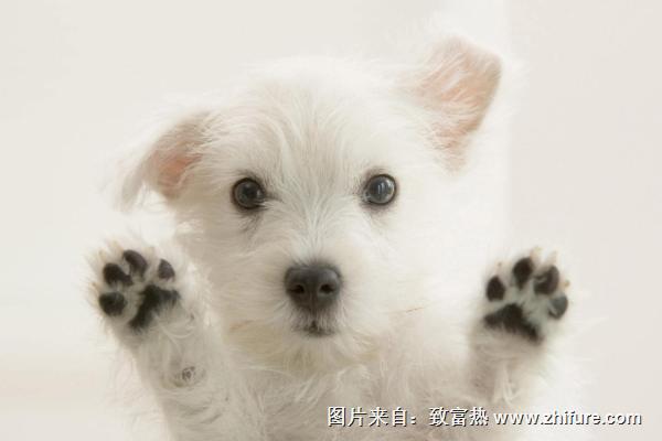 適合女生養(yǎng)的寵物狗品種有哪些？