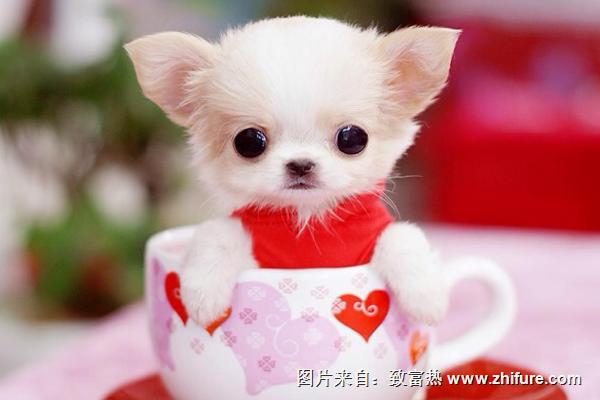 茶杯犬價格多少錢一只？