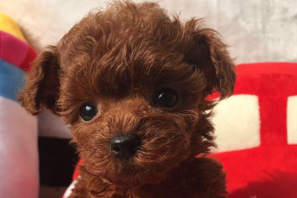 茶杯犬價格多少錢一只？