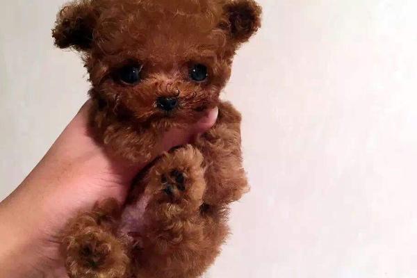 茶杯犬價格多少錢一只？