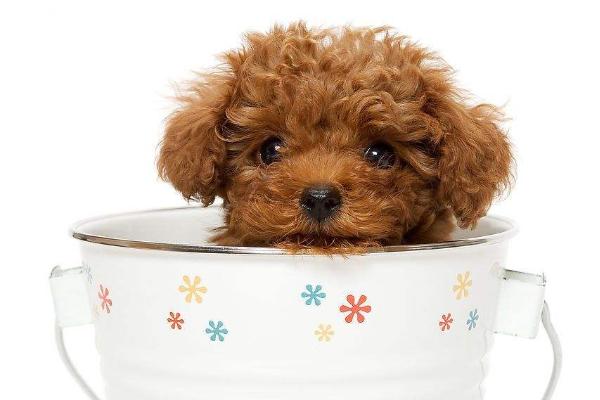 茶杯犬價格多少錢一只？