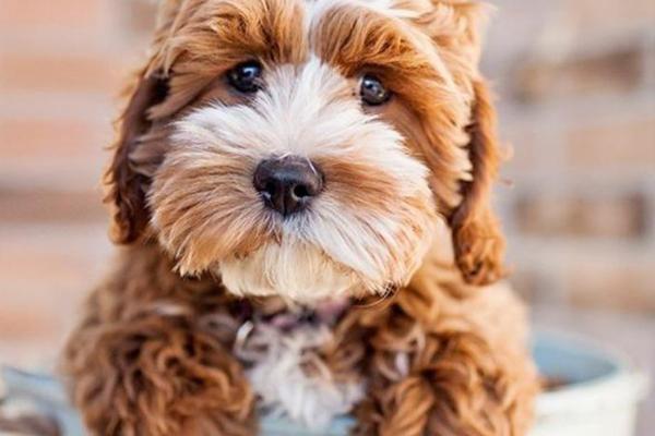 茶杯犬價格多少錢一只？