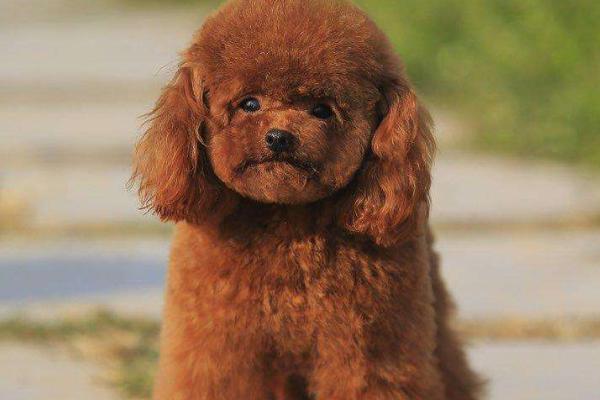 茶杯犬壽命有多長(zhǎng)？