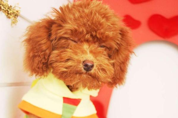 茶杯犬壽命有多長(zhǎng)？