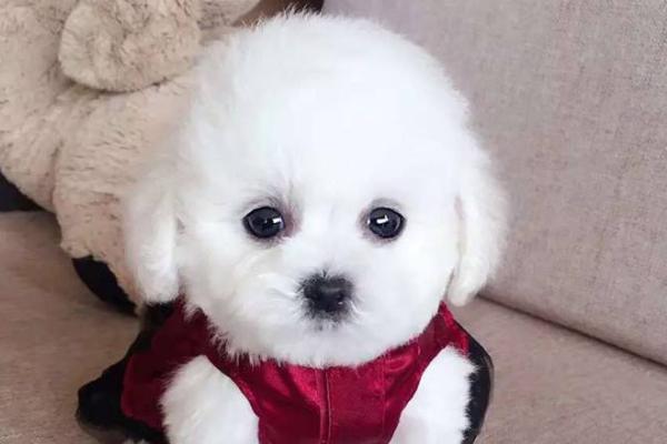 茶杯犬壽命有多長(zhǎng)？