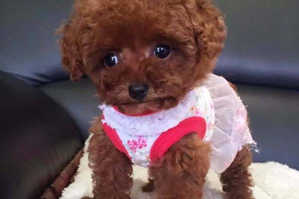 茶杯犬壽命有多長(zhǎng)？