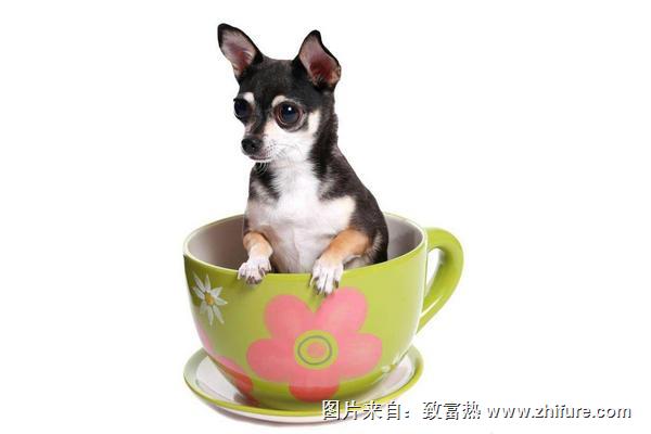 茶杯犬壽命有多長？