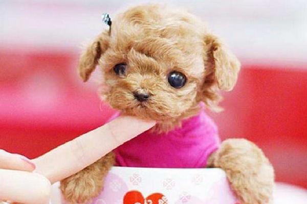 茶杯犬壽命有多長(zhǎng)？