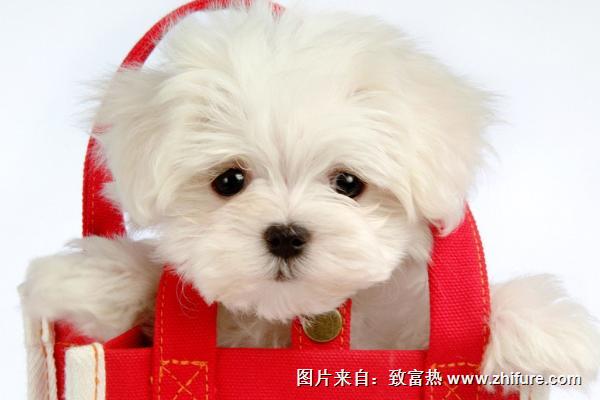 茶杯犬圖片大全