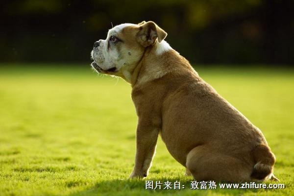 寵物狗得了細小怎么辦？