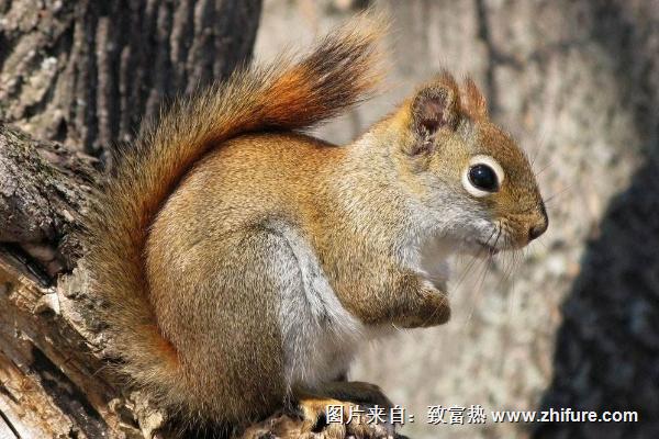 松鼠怎么養(yǎng)？