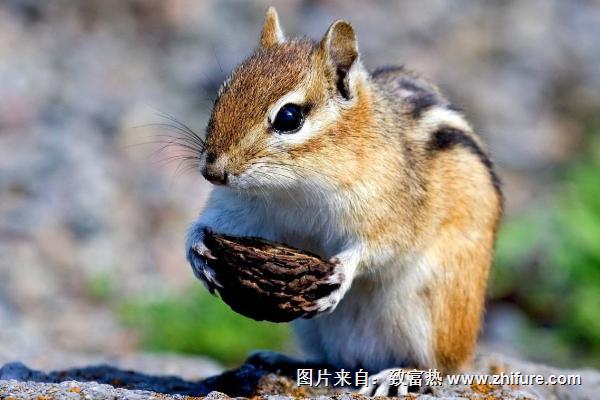 松鼠價(jià)格多少錢一只？