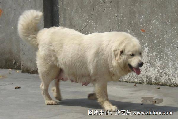 肉狗養(yǎng)殖利潤高嗎？