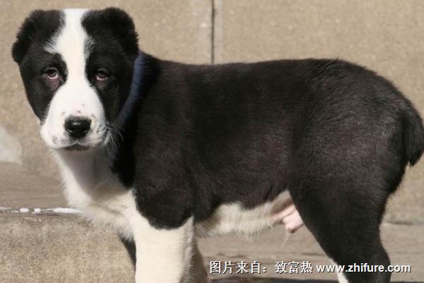 庭院養(yǎng)肉狗技術