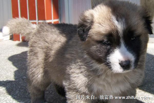 肉狗苗的價格多少錢一只？