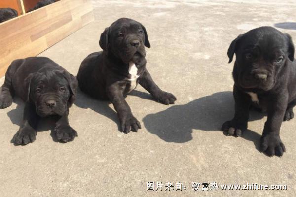 肉狗品種有哪些？