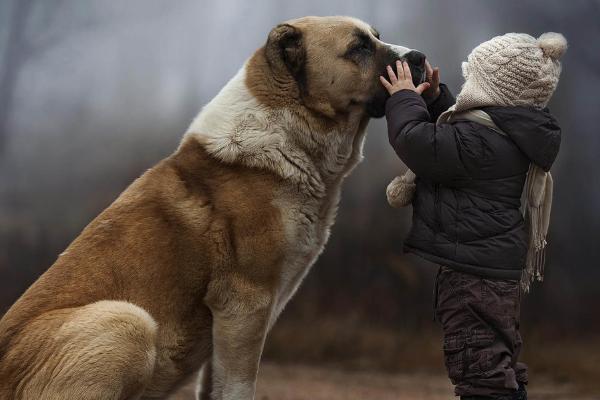 肉狗品種有哪些？