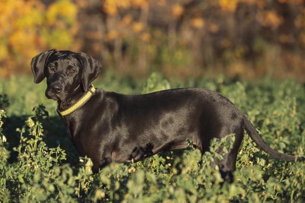 肉狗品種有哪些？