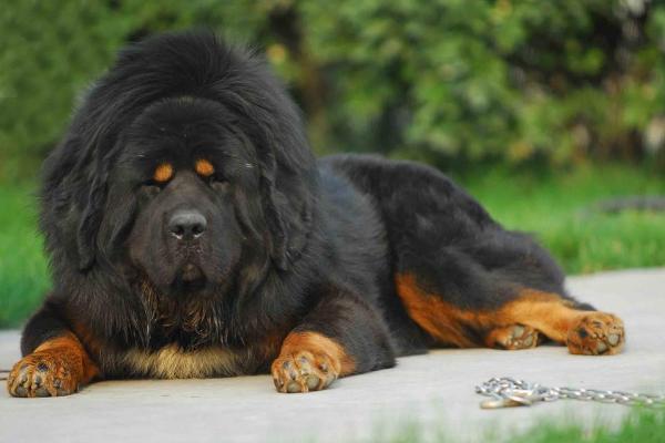 肉狗品種有哪些？