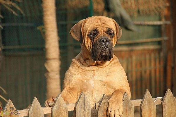 肉狗品種有哪些？