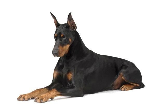 肉狗品種有哪些？