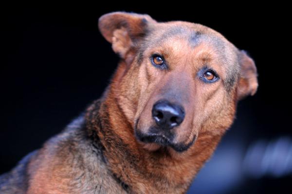 肉狗品種有哪些？