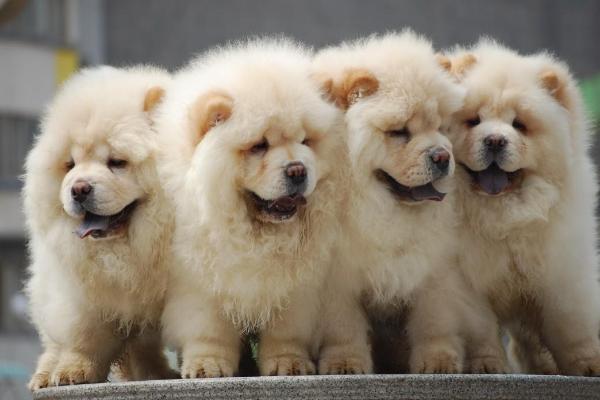 肉狗品種有哪些？