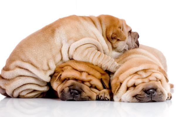 肉狗品種有哪些？