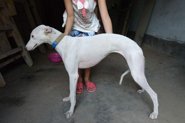 肉狗品種有哪些？