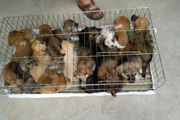 肉狗品種有哪些？