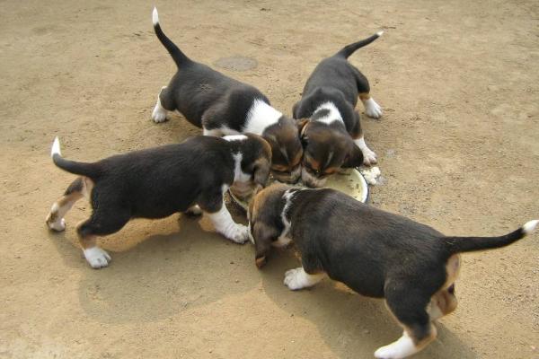 肉狗品種有哪些？