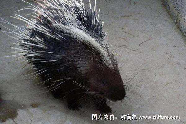 豪豬種苗價格多少錢一只?