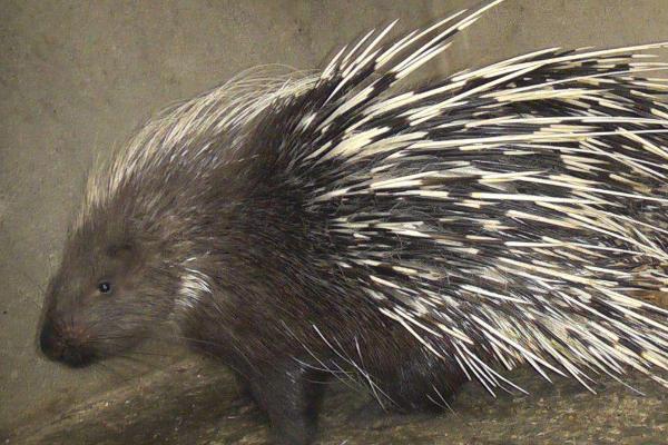 豪豬種苗價格多少錢一只?